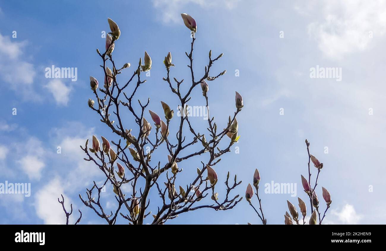 Magnolia sur ciel bleu - Time lapse avec des nuages clairs. Banque D'Images