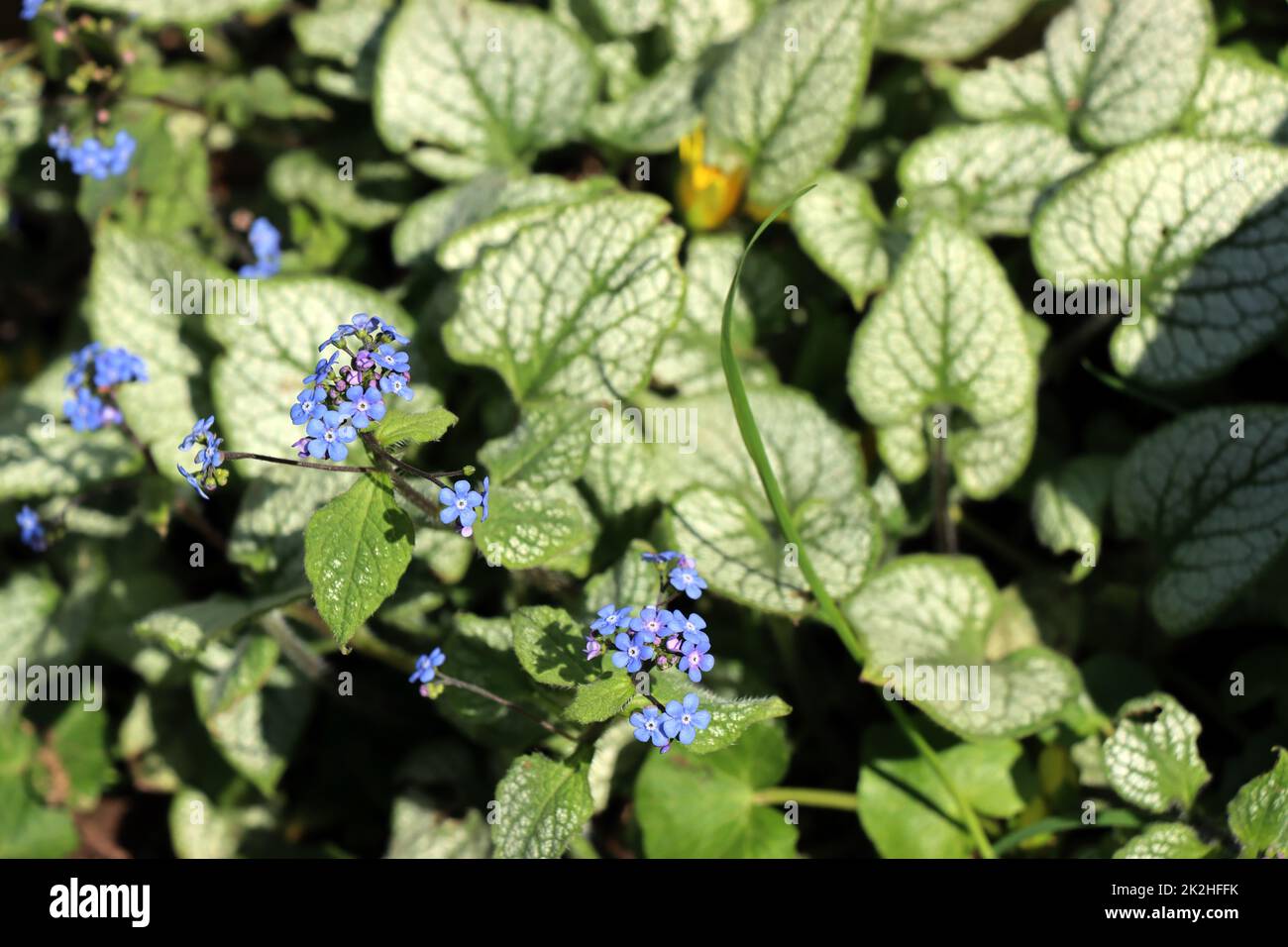 Kaukasusvergissmeinnicht (Brunnera macrophylla) Zürich coeur de mer Banque D'Images