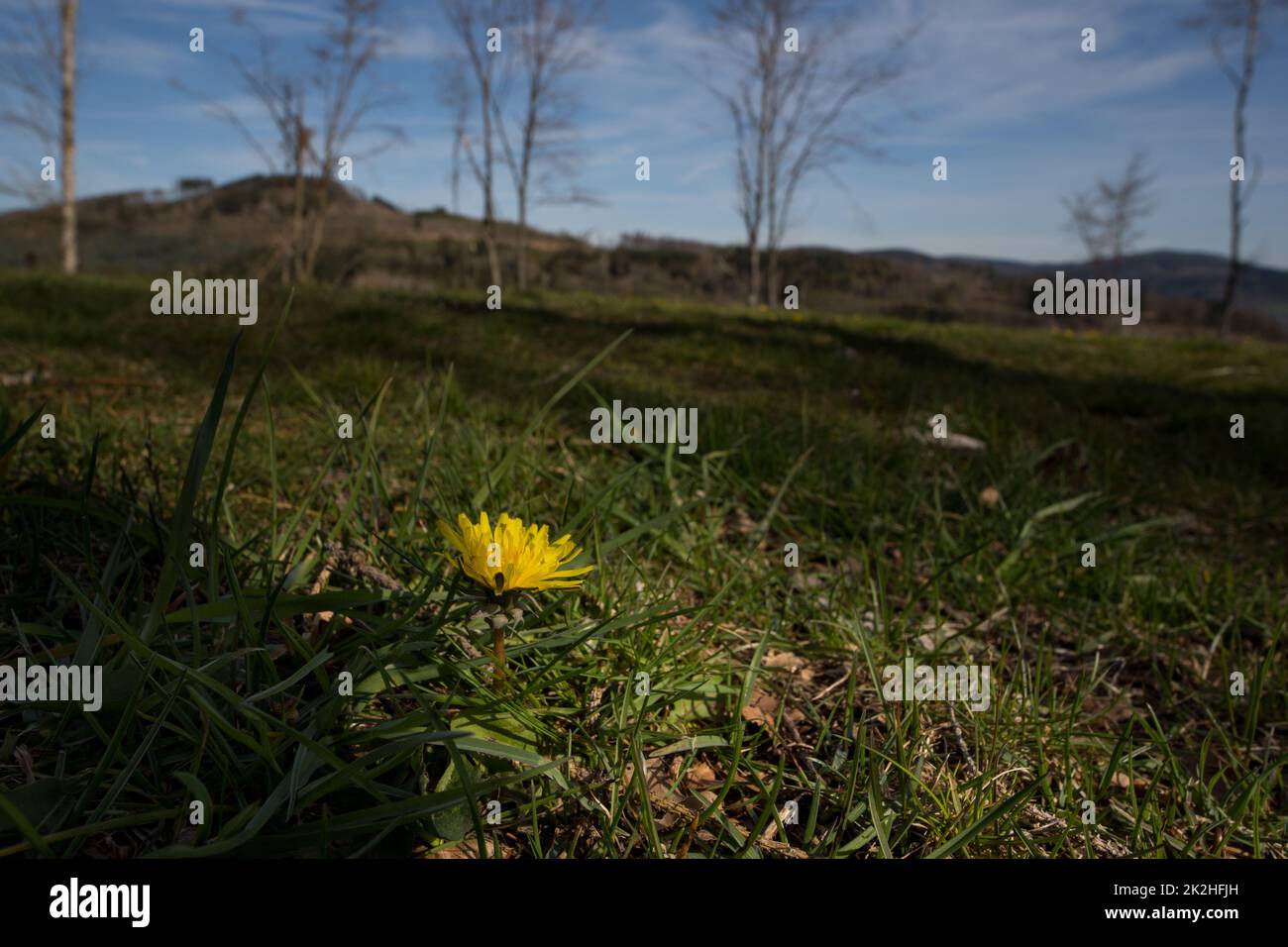 Pissenlit dans la région allemande appelée Rothaargebirge Banque D'Images