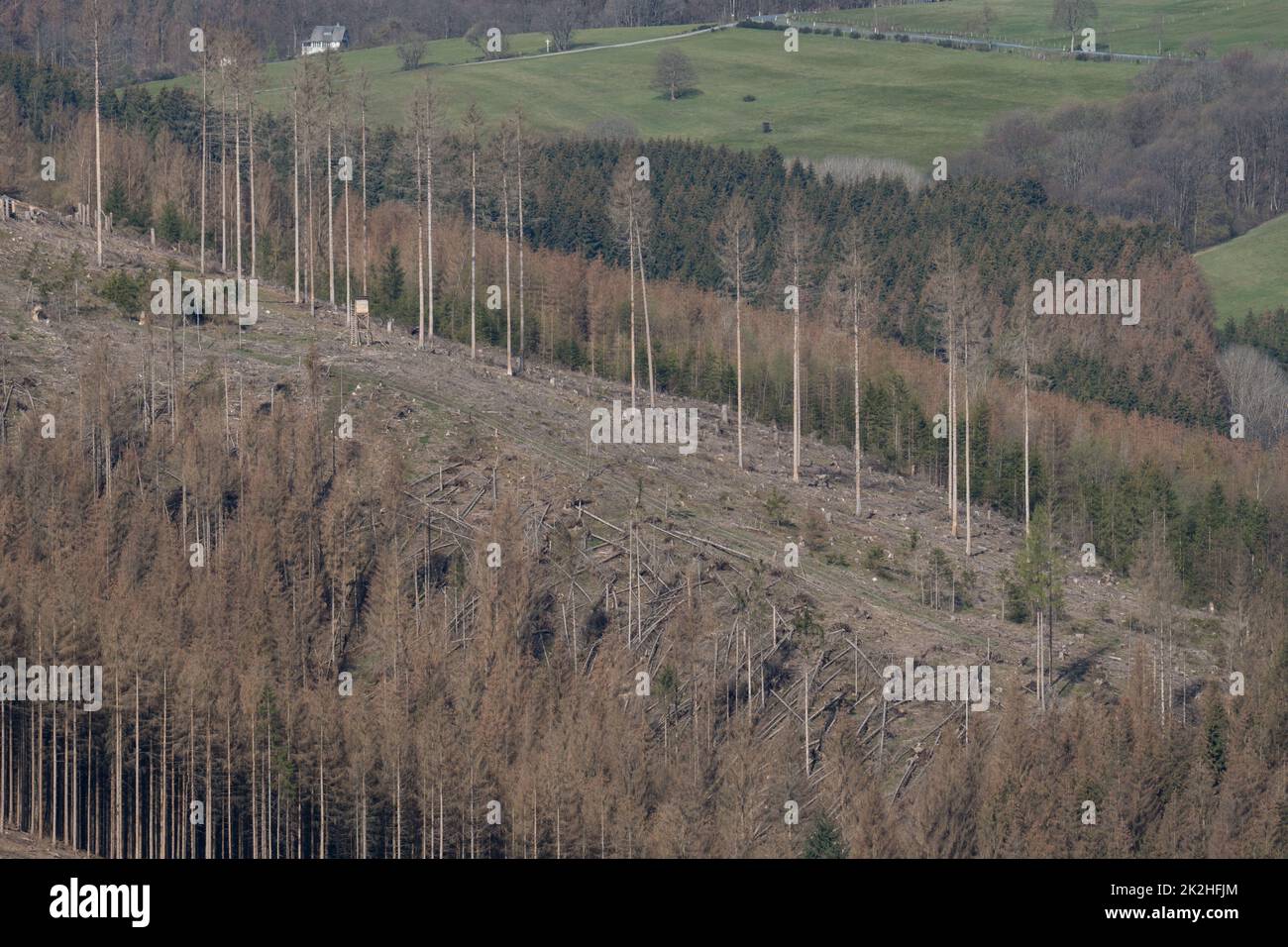 Pourriture dans la région allemande appelée Rothaargebirge Banque D'Images