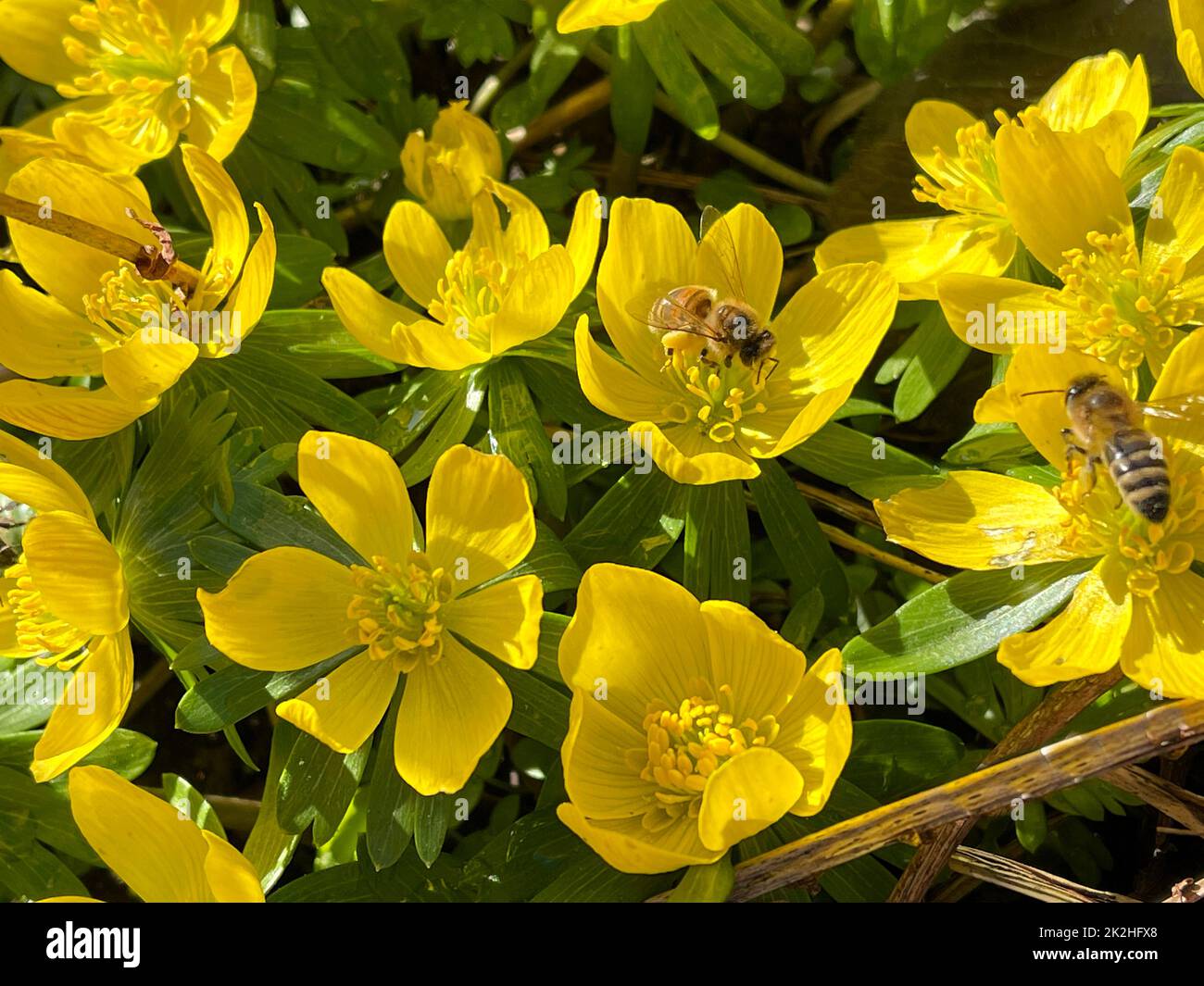 Winterling,Eranthis,hyemalis Banque D'Images