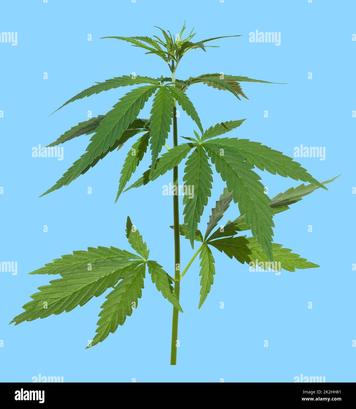 Plante de chanvre,cannabis sativa Banque D'Images