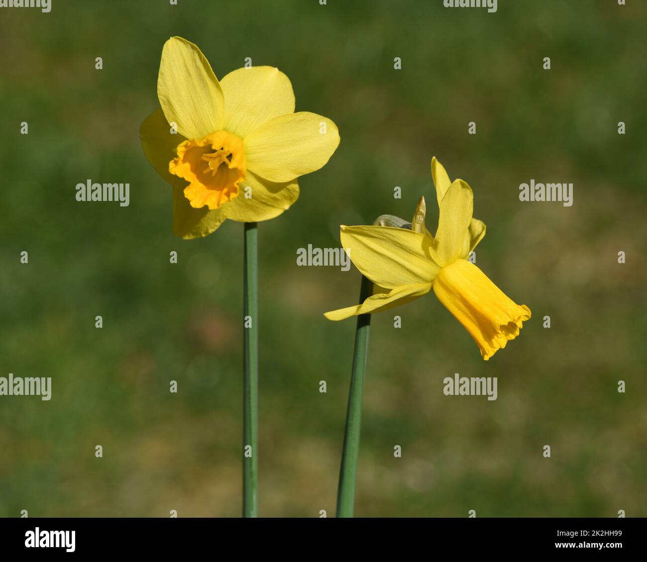 Daffodil, Narcissus, cloche de Pâques Banque D'Images