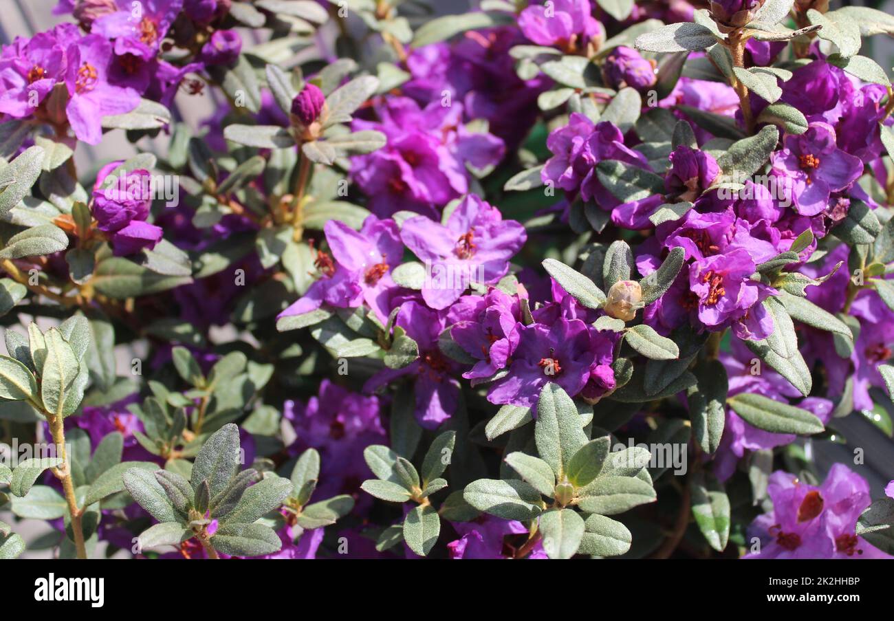 rhododendron en fleur dans le jardin Banque D'Images