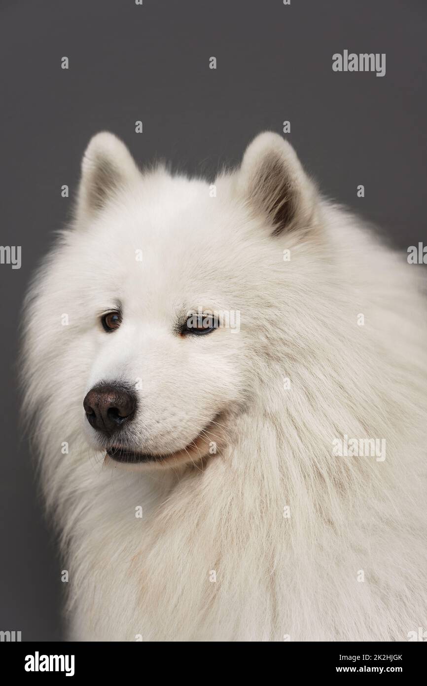 Magnifique Portrait de chien Samoyède Banque D'Images