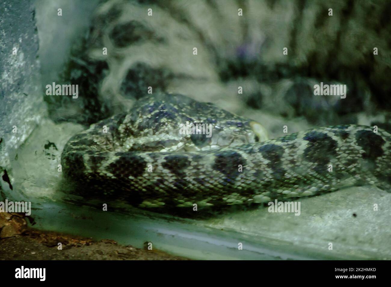 Amazonlan Tree Boa Snake est un serpent non venimeux trouvé en Amérique du Sud. Banque D'Images