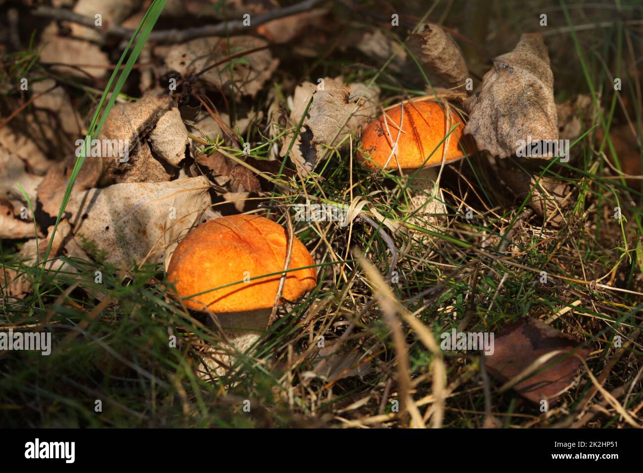 Deux tiges rouge scaber plafonné (le Leccinum aurantiacum / albostipitatum) en basse forêt sèche de l'herbe, éclairé par le soleil l'après-midi Banque D'Images