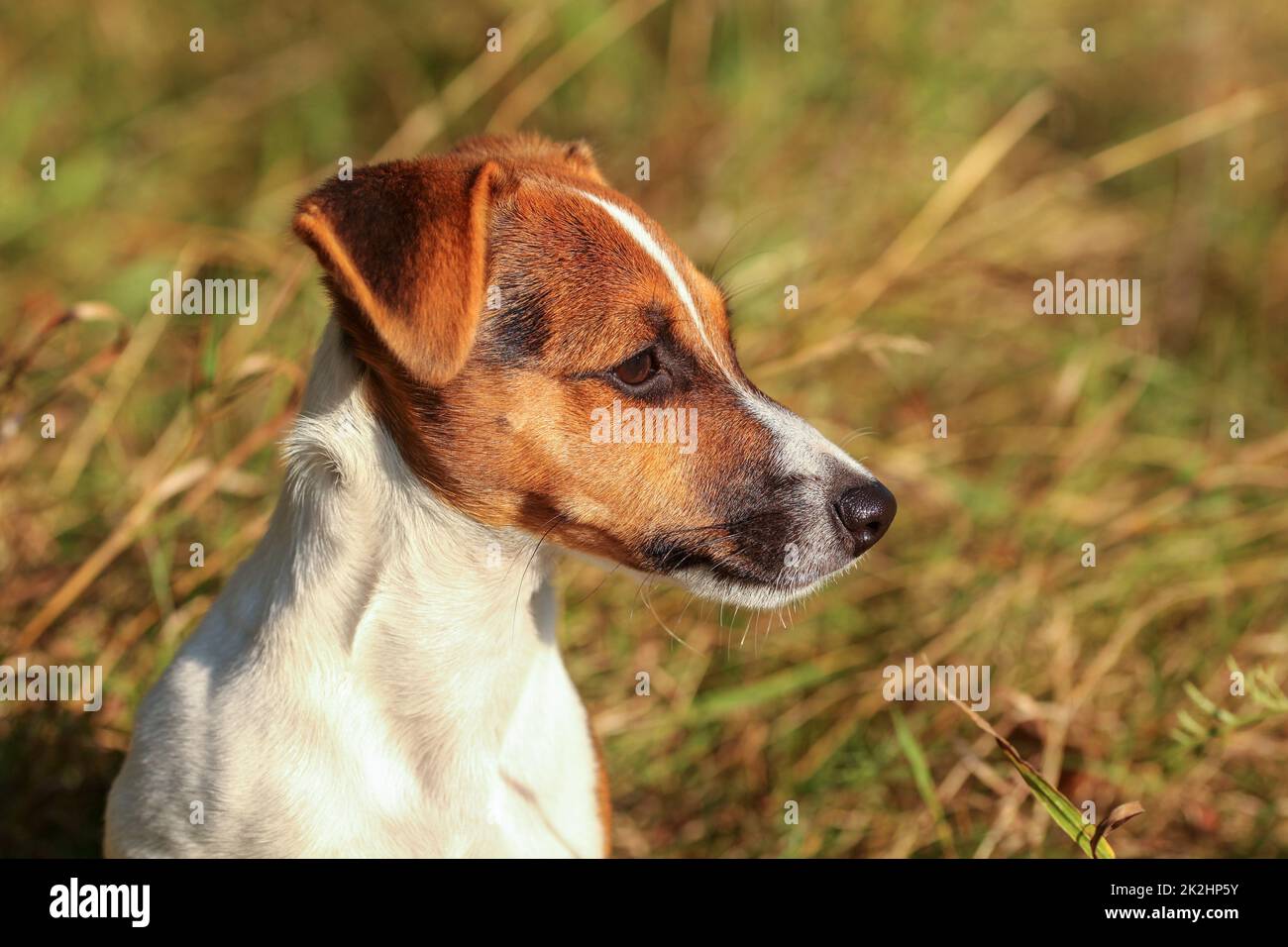 Jeune Jack Russell Terrier en herbe peu éclairé par le soleil, détail sur sa tête à la recherche sur le côté droit. Banque D'Images