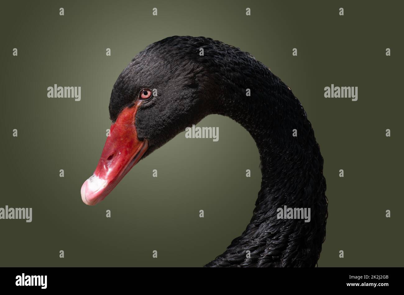 Gros plan de la tête du cygne noir Banque D'Images