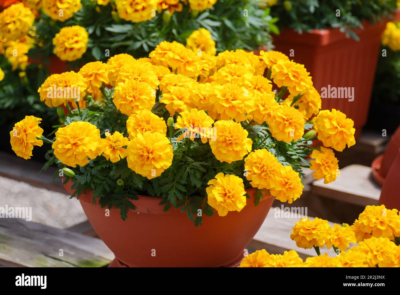 Tagetes patula marigold français en fleur, fleurs jaunes, feuilles vertes pleine fleur Banque D'Images