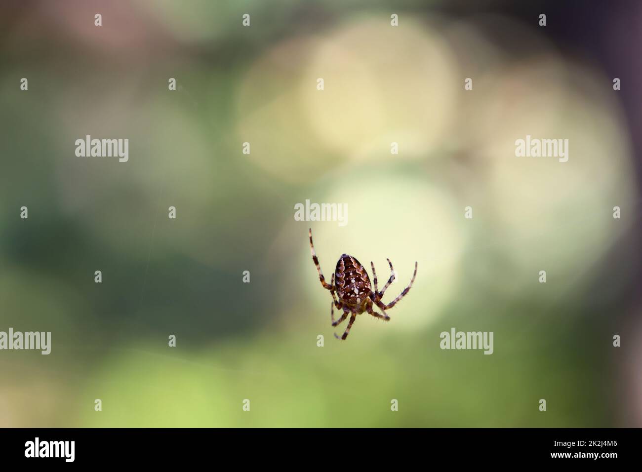 Une araignée croisée dans sa toile, gros plan d'une araignée croisée. Banque D'Images