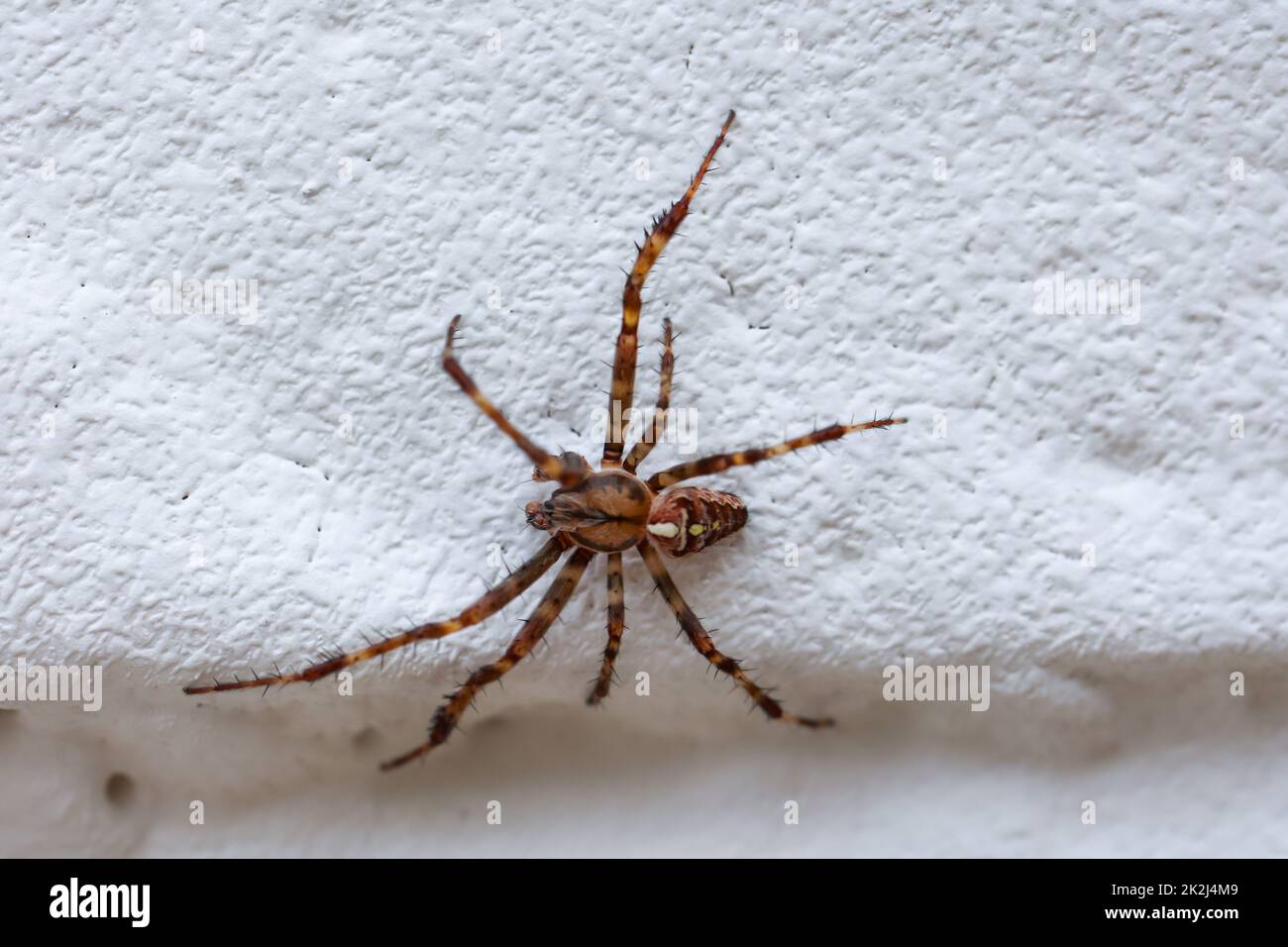 Une araignée de jardin monte un mur. Banque D'Images