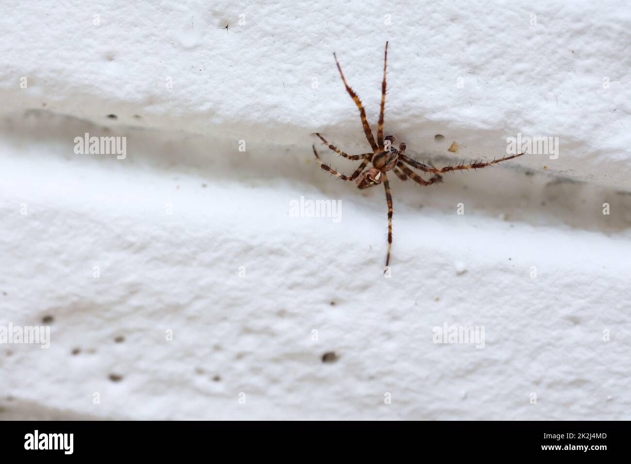 Une araignée de jardin monte un mur. Banque D'Images