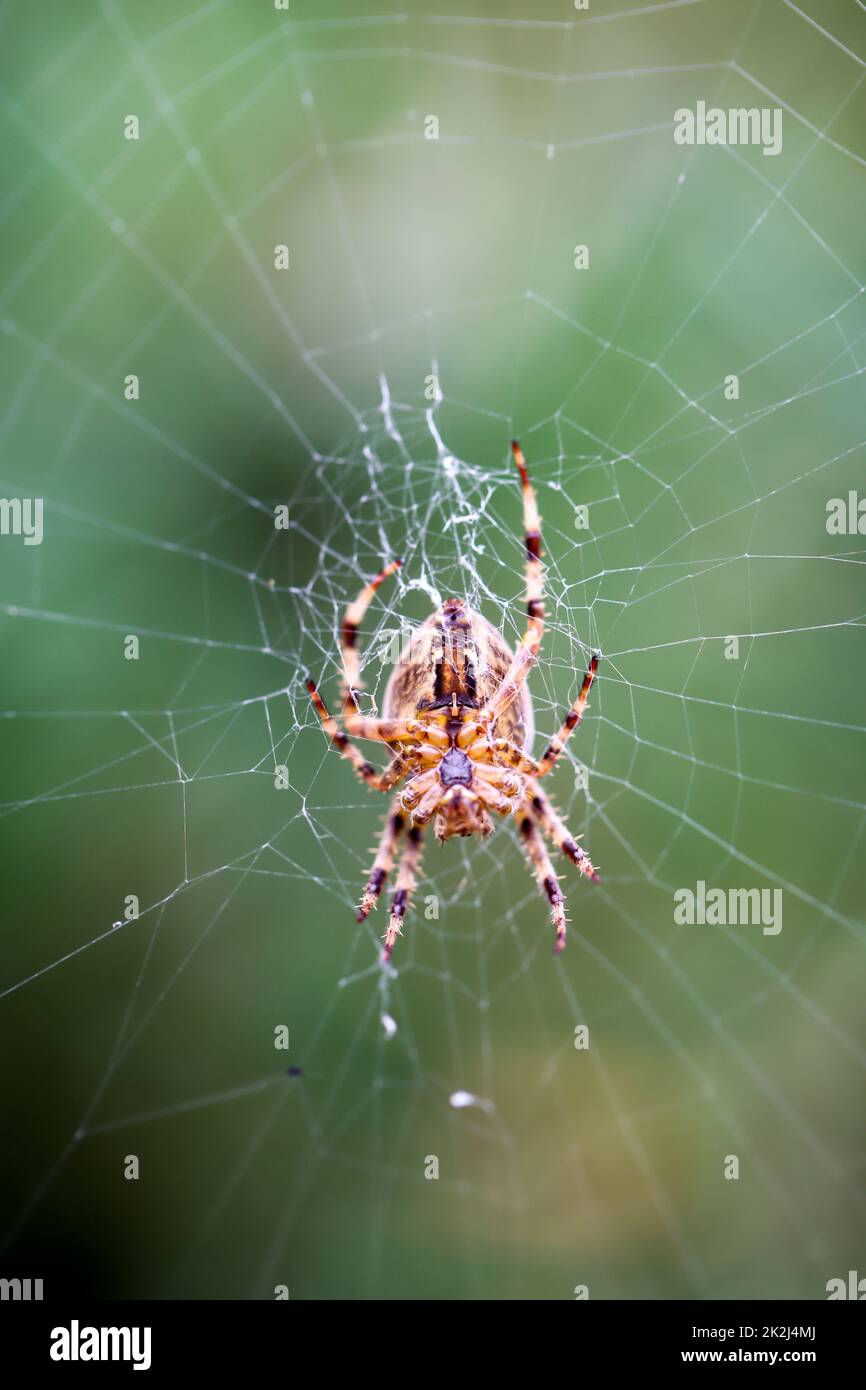 Une araignée croisée dans sa toile, gros plan d'une araignée croisée. Banque D'Images