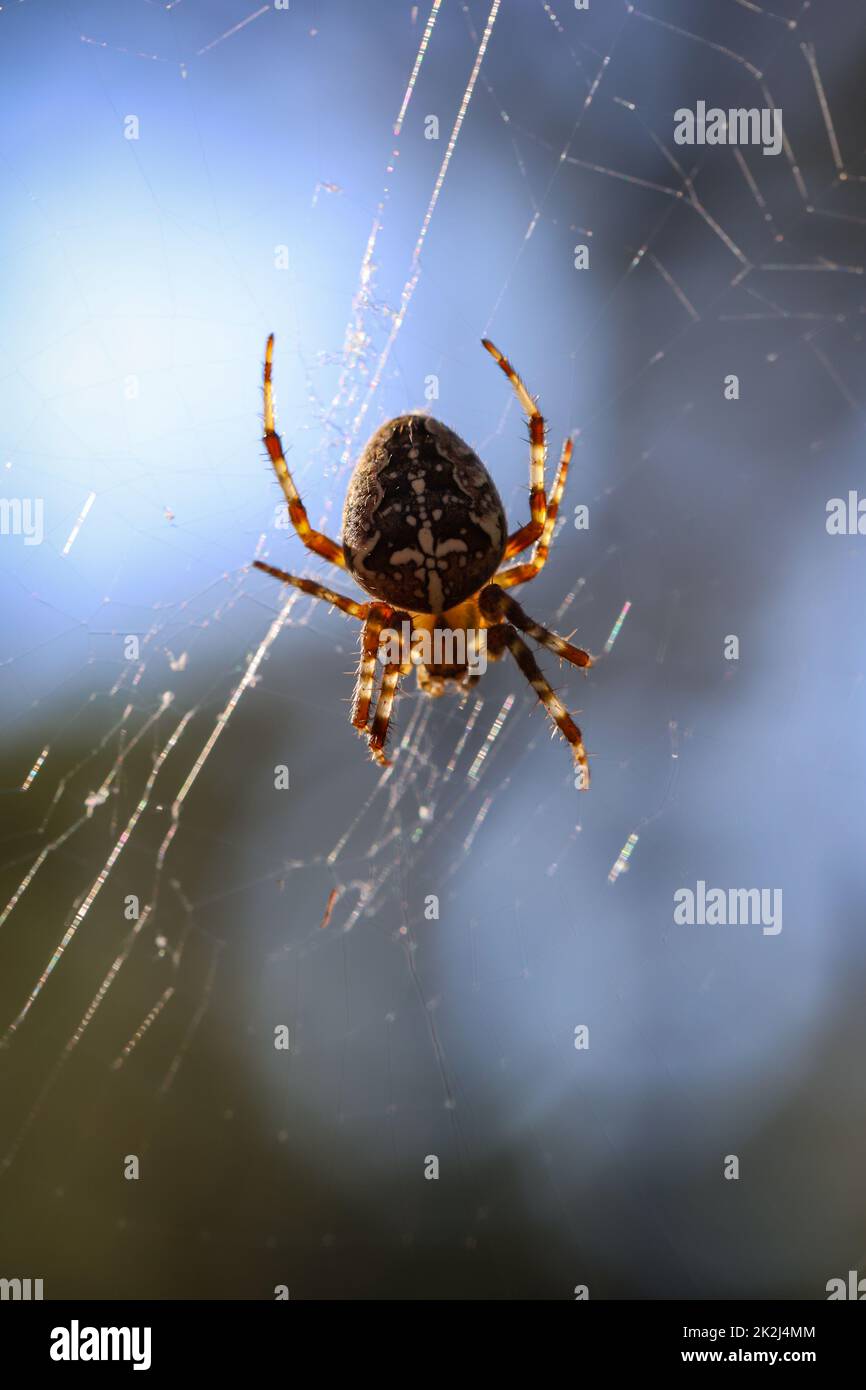 Une araignée croisée dans sa toile, gros plan d'une araignée croisée. Banque D'Images