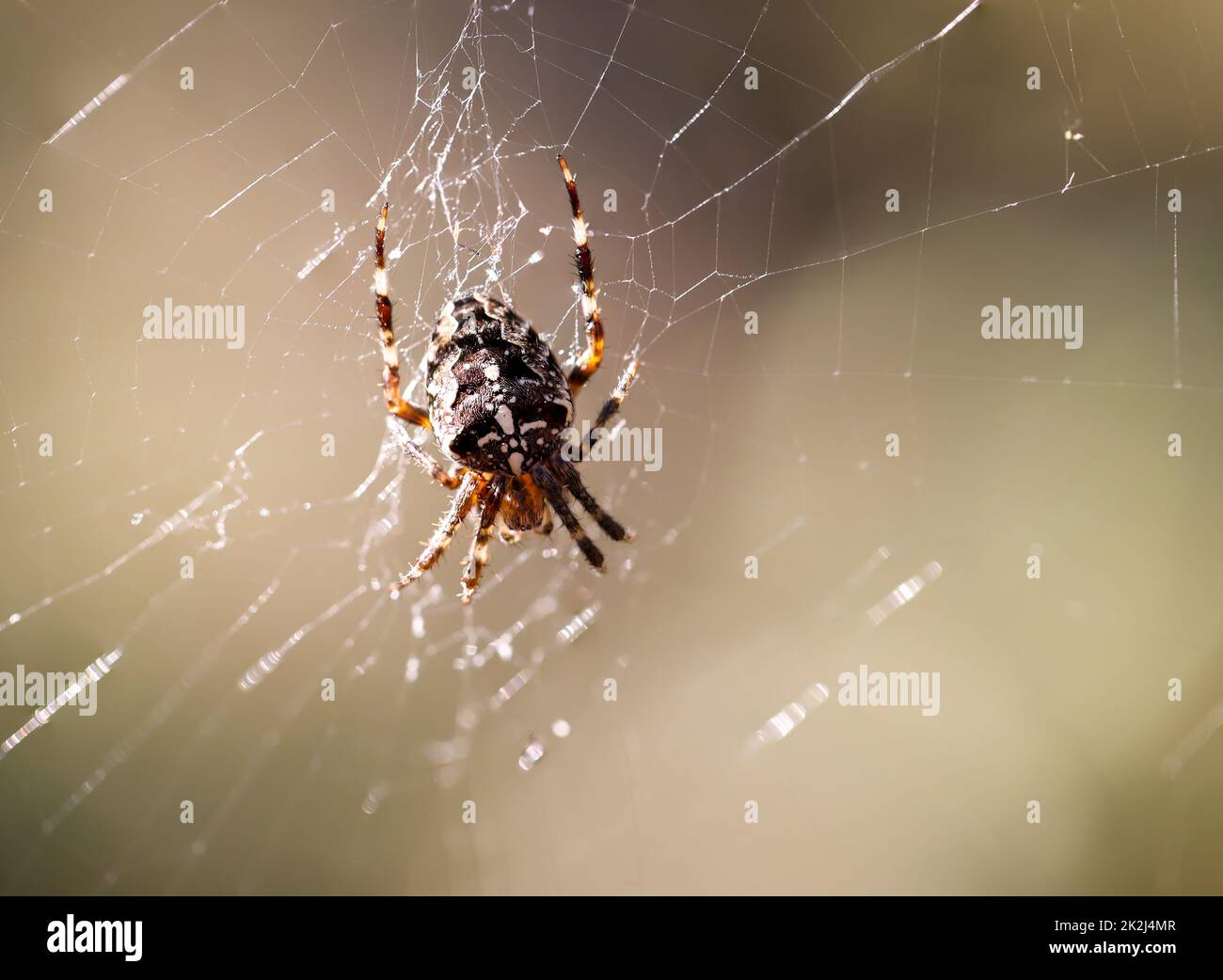 Une araignée croisée dans sa toile, gros plan d'une araignée croisée. Banque D'Images