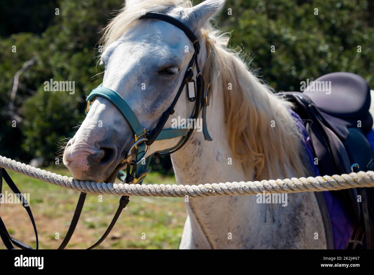 Portrait d'un cheval, un cheval d'équitation avec selle dans la nature. Banque D'Images