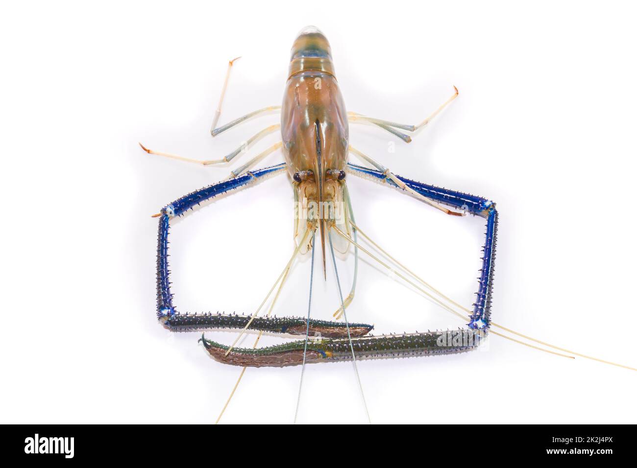 Crevettes géantes d'eau douce sur blanc Banque D'Images