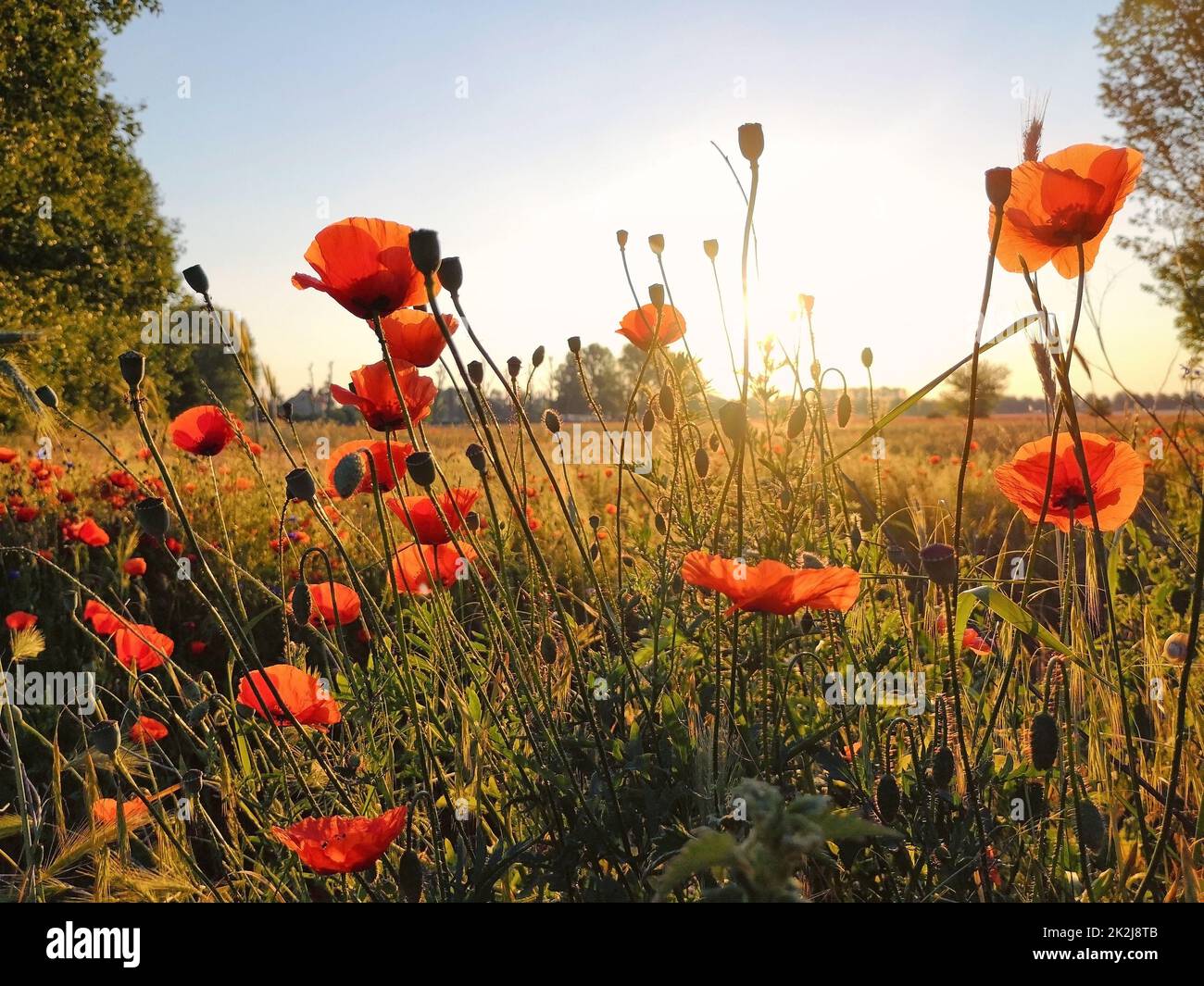 coquelicots Banque D'Images