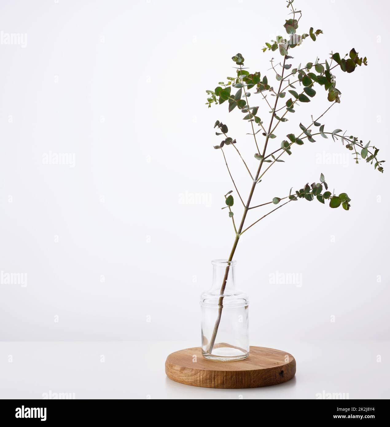 Eucalyptus branch Banque de photographies et d’images à haute