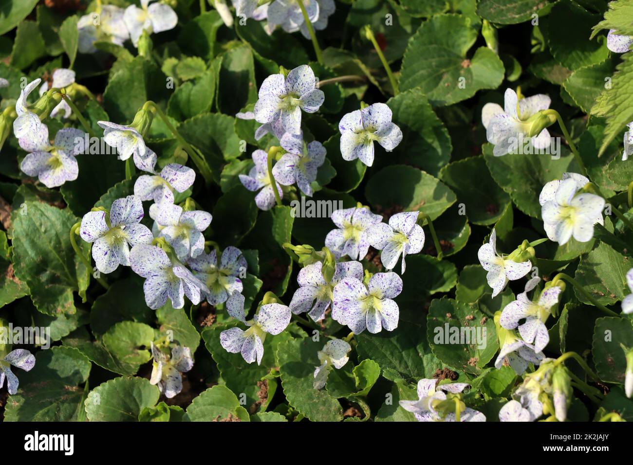 Pfingst-Veilchen, Pfingsveilchen (Viola sororia) Freckles Banque D'Images