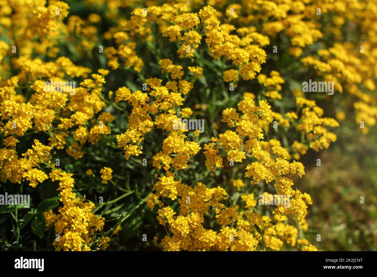 Profondeur de champ (seuls quelques pétales dans focus) photo de petites fleurs vivaces jaune allumé par sun. Résumé Contexte de printemps. Banque D'Images