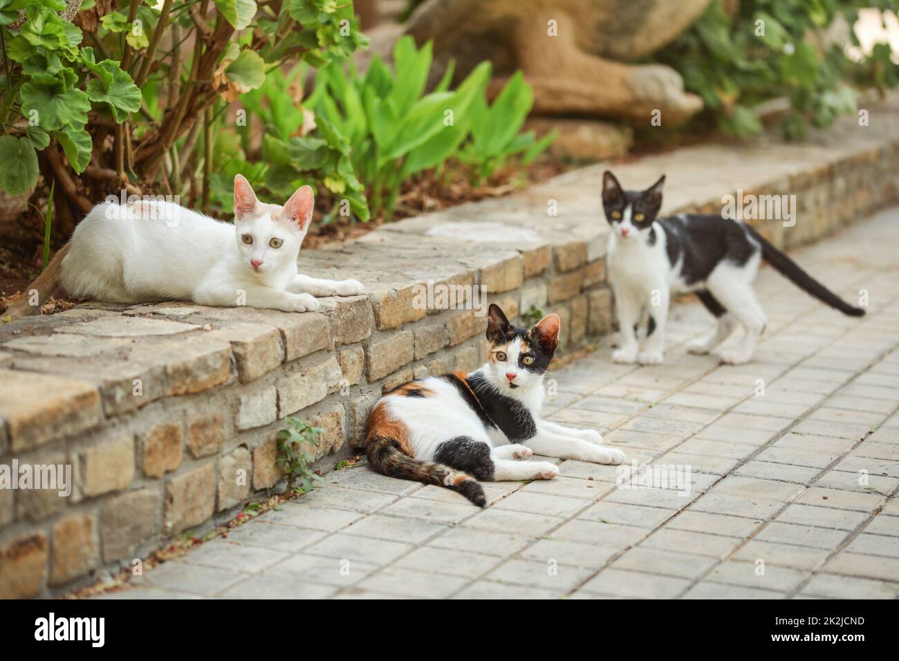 Trois couleurs (blanc noir orange) chat, allongé sur le trottoir en jardin, avec deux autres chats errants autour d'elle. Banque D'Images