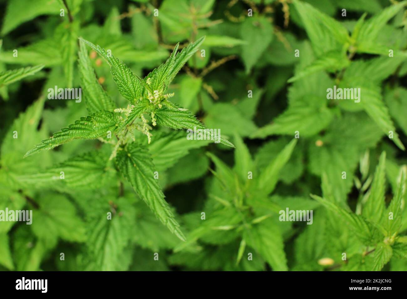 Profondeur de champ photo, seulement haut de la fleur et les feuilles dans l'accent, l'ortie (Urtica dioica) avec plus de plantes vertes à l'arrière. Banque D'Images