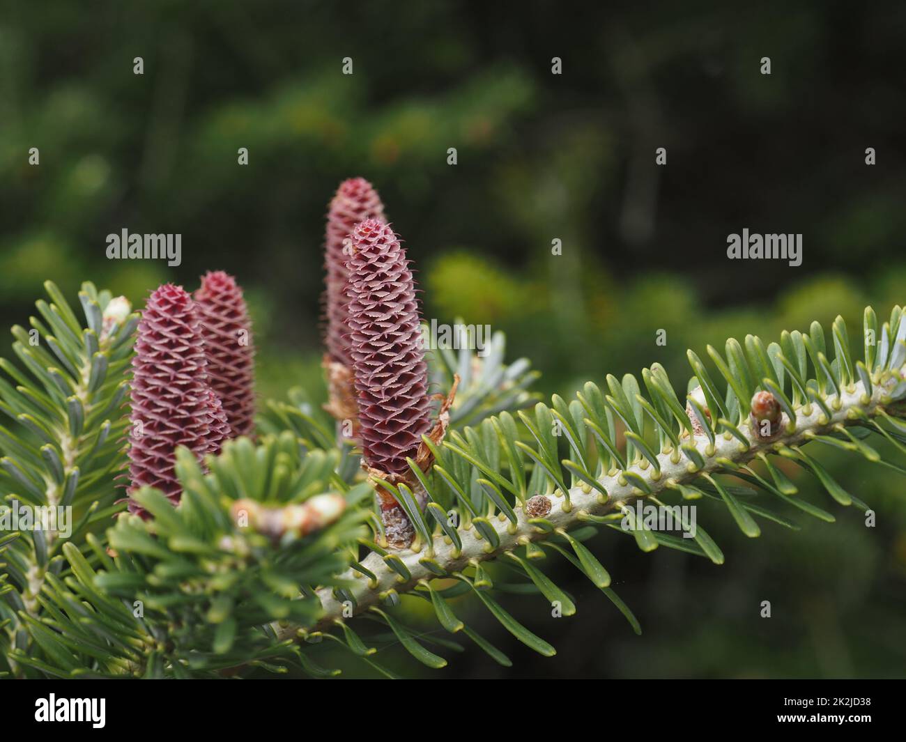 Sapin de Corée, Abies koreana, pollinisation des cônes femelles Banque D'Images
