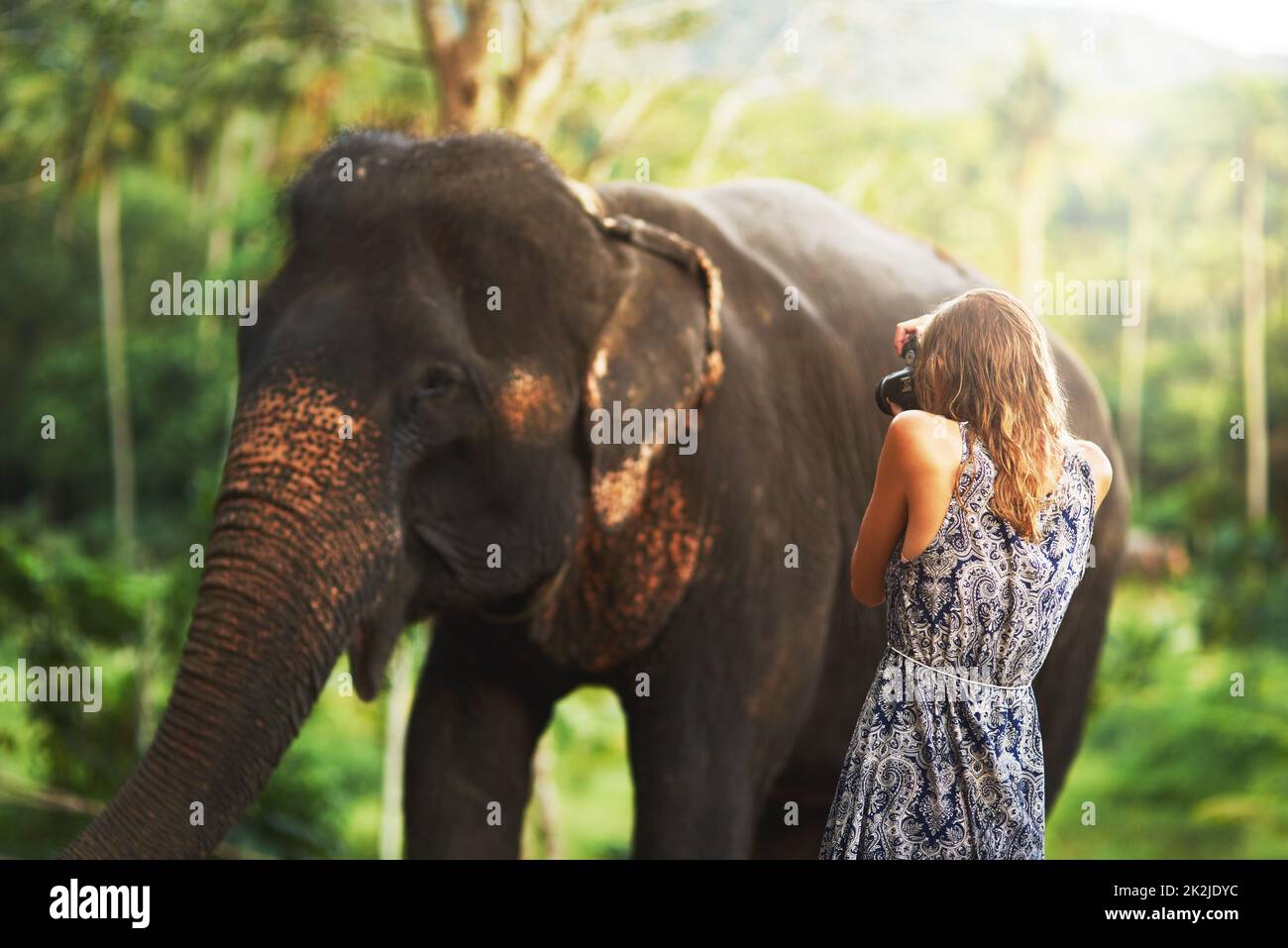 Grand et beau. Photo d'une jeune femme prenant une photo d'un éléphant mangeant des plantes dans la jungle. Banque D'Images