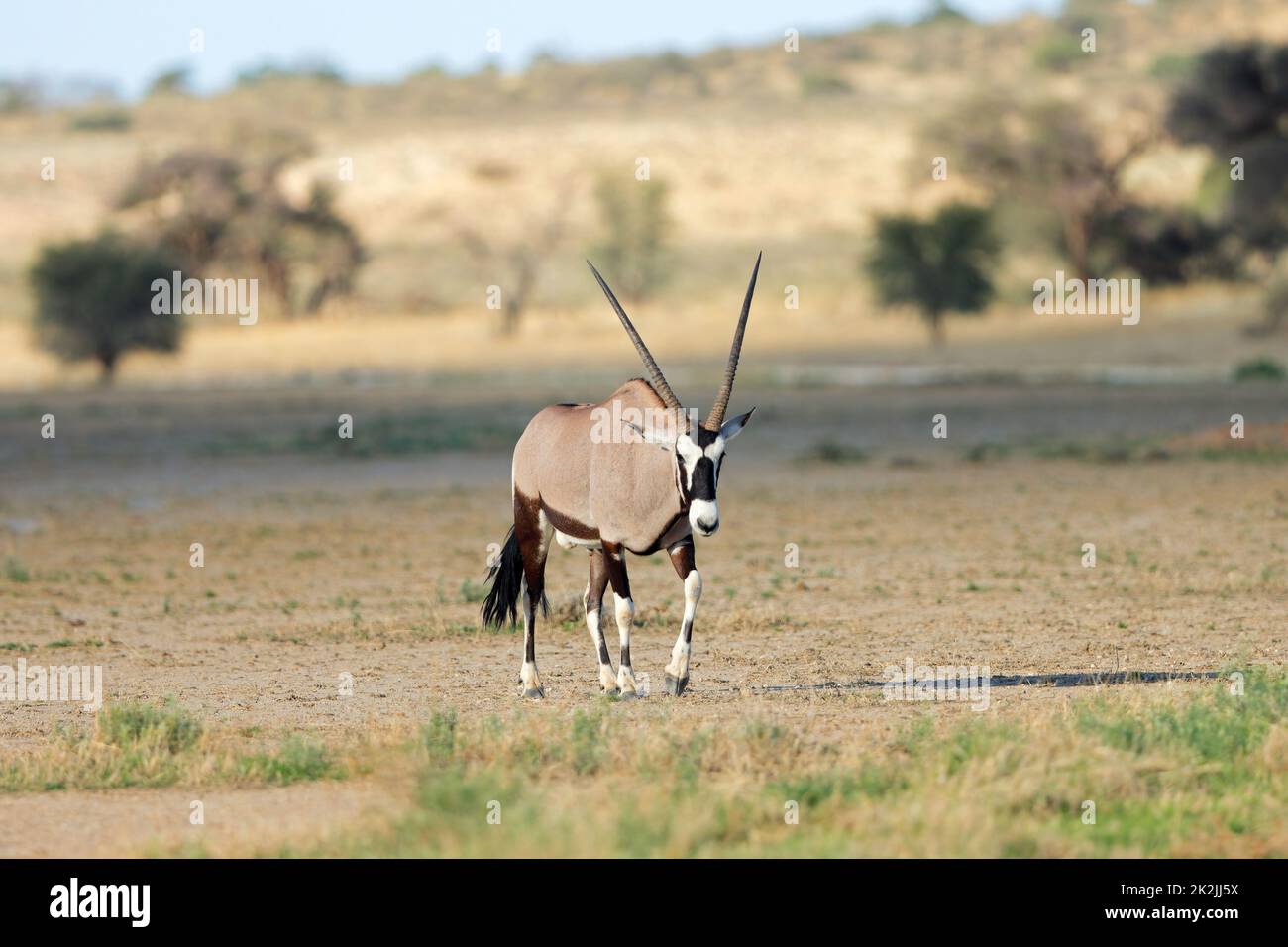 Dans l'habitat naturel de l'antilope oryx Banque D'Images