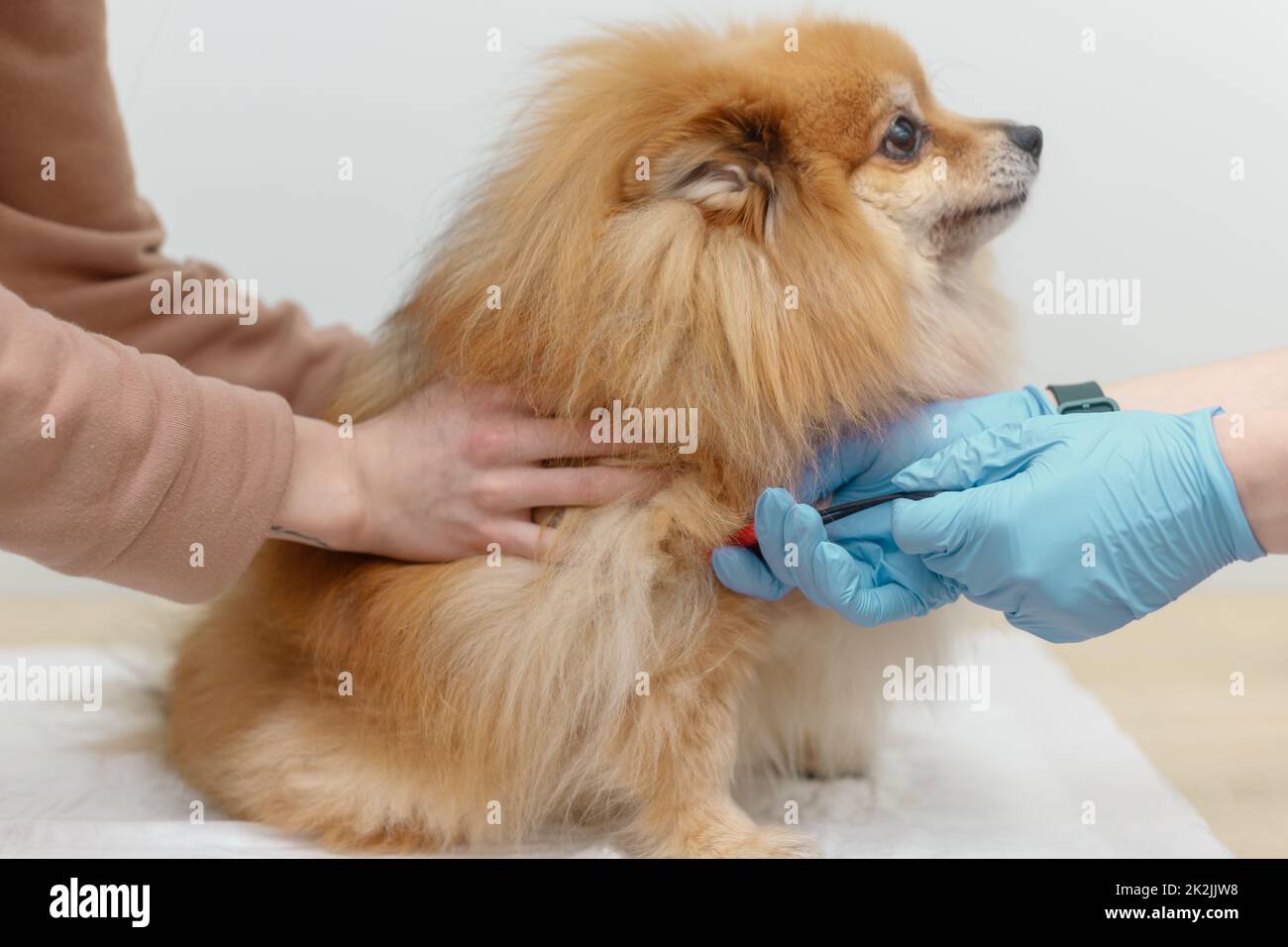 Un médecin et une infirmière font un test sanguin chez un petit chien. Clinique d'EFP. Banque D'Images