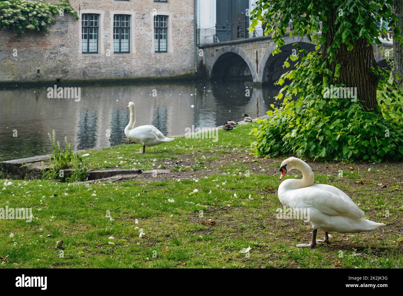 Cygnes sur une rive de canal près de Begijnhof Beguinage dans la ville de Bruges. Brugge, Belgique Banque D'Images