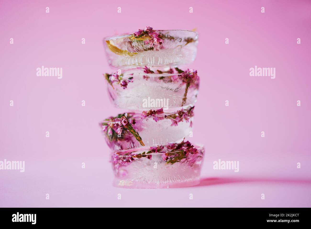 Les glaçons les plus beaux que j'aie jamais eu. Photo studio de fleurs congelées dans des blocs de glace sur fond rose. Banque D'Images