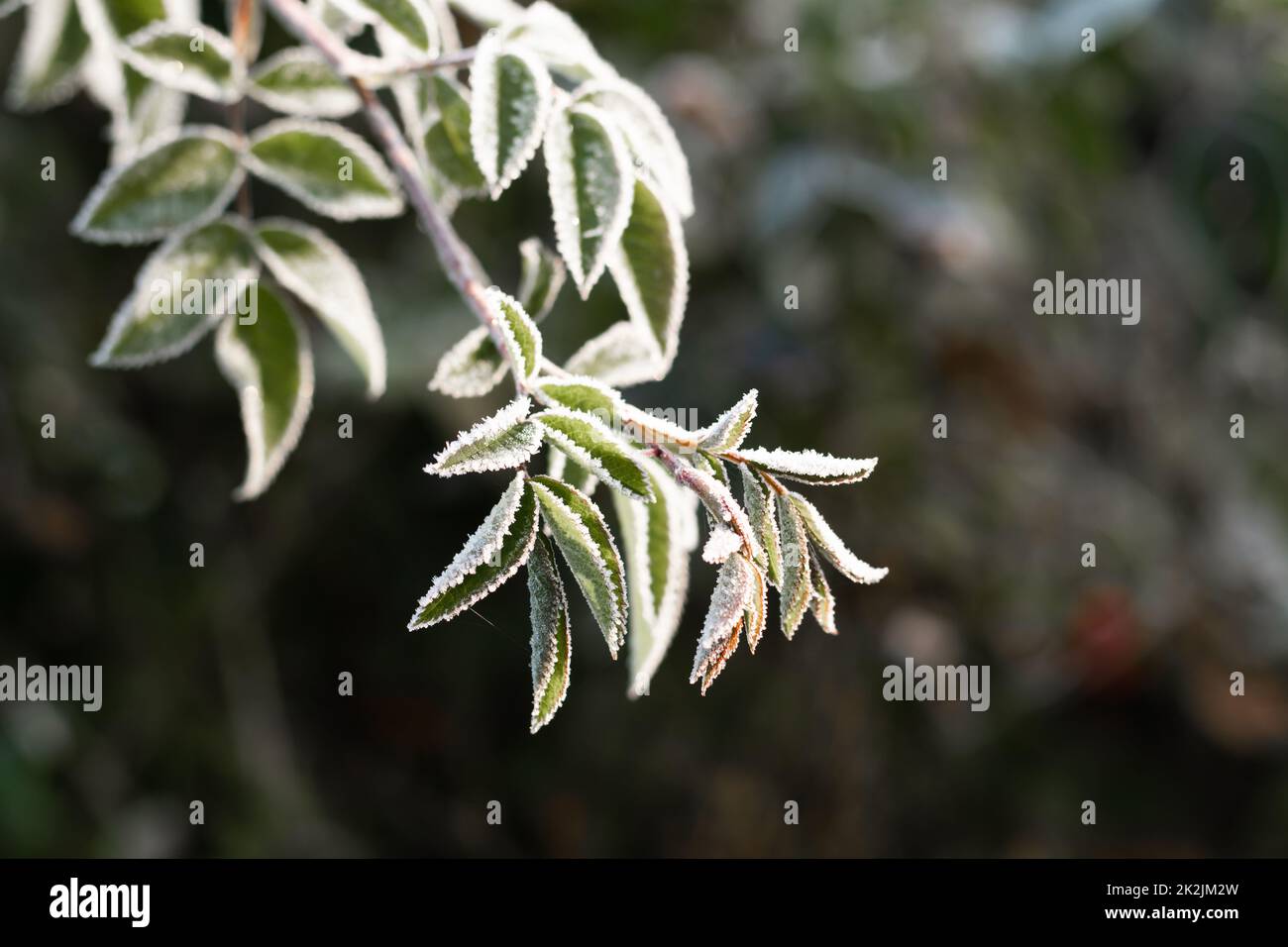 Premier gel d'automne. Branche partiellement floue de rosier, recouverte de gel blanc. Gel du matin, feuilles de plantes vertes congelées. Début de l'hiver, nature Banque D'Images