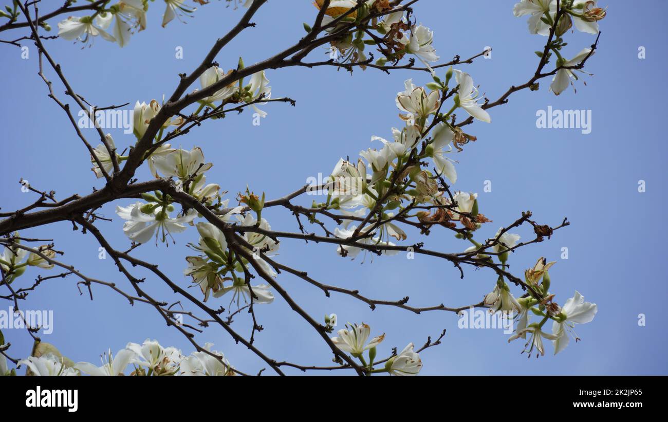 Le purpurea blanc de Bauhinia fleurira en Israël Banque D'Images