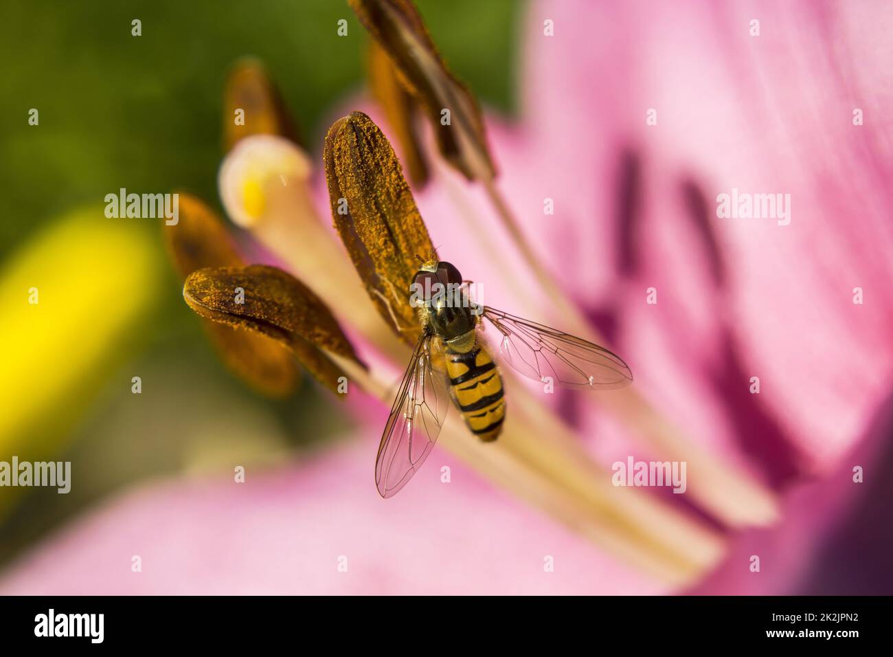 Une mouche perchée sur une fleur, gros plan Banque D'Images