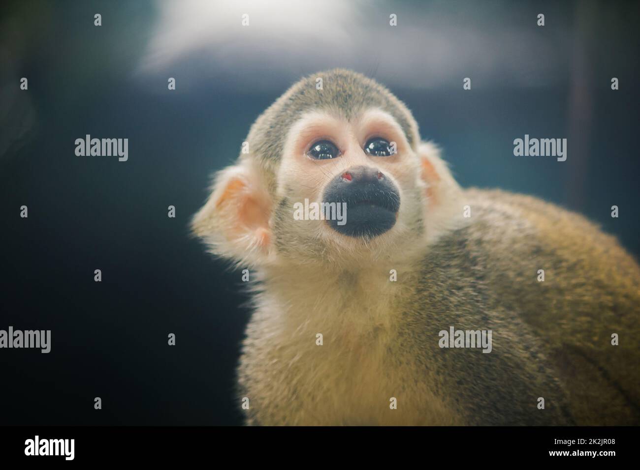 Le singe écureuil est un petit singe.Trouvé en Amérique du Sud, manger des fruits, des fleurs Banque D'Images