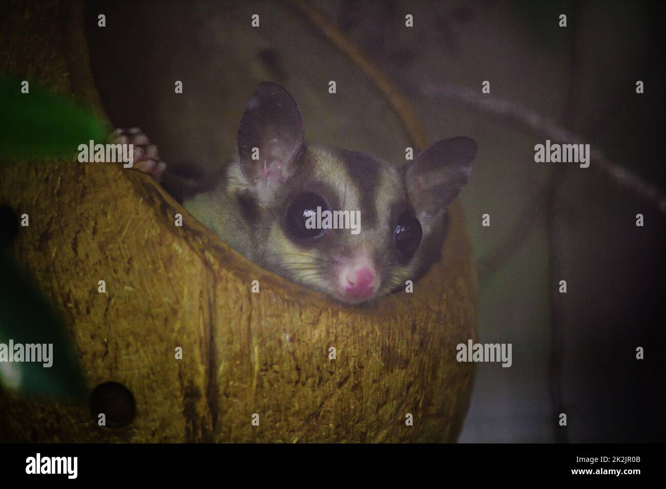 Le loris lent du Bengale sneak dans le trou est un petit animal avec