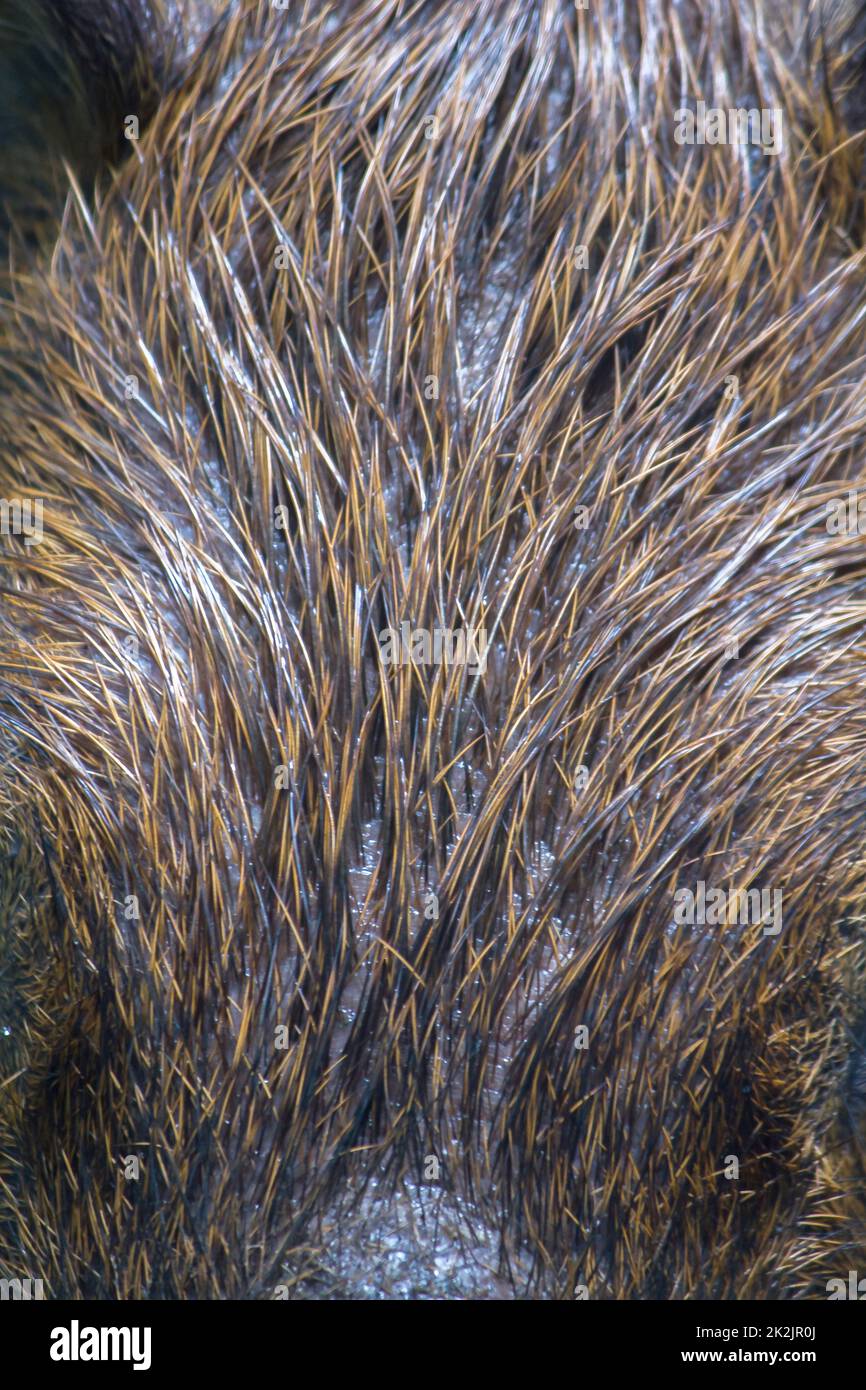 La peau de Capibara a des cheveux brun foncé ou noirs. Banque D'Images