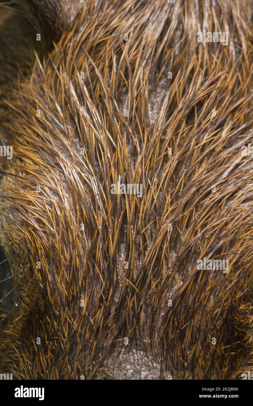 La peau de Capibara a des cheveux brun foncé ou noirs. Banque D'Images