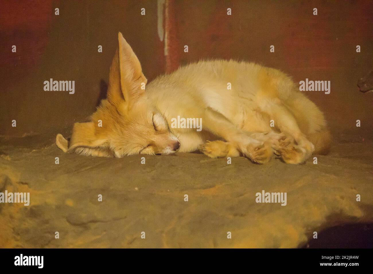 Le renard de Fennec dormant est un petit renard qui est difficile la nuit dans le désert du Sahara en Afrique du Nord Banque D'Images
