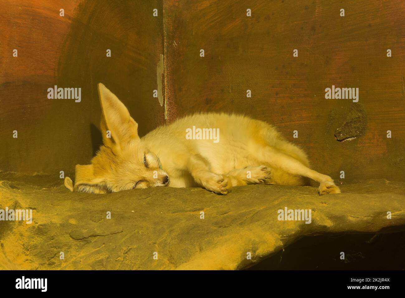 Le renard de Fennec dormant est un petit renard qui est difficile la nuit dans le désert du Sahara en Afrique du Nord Banque D'Images