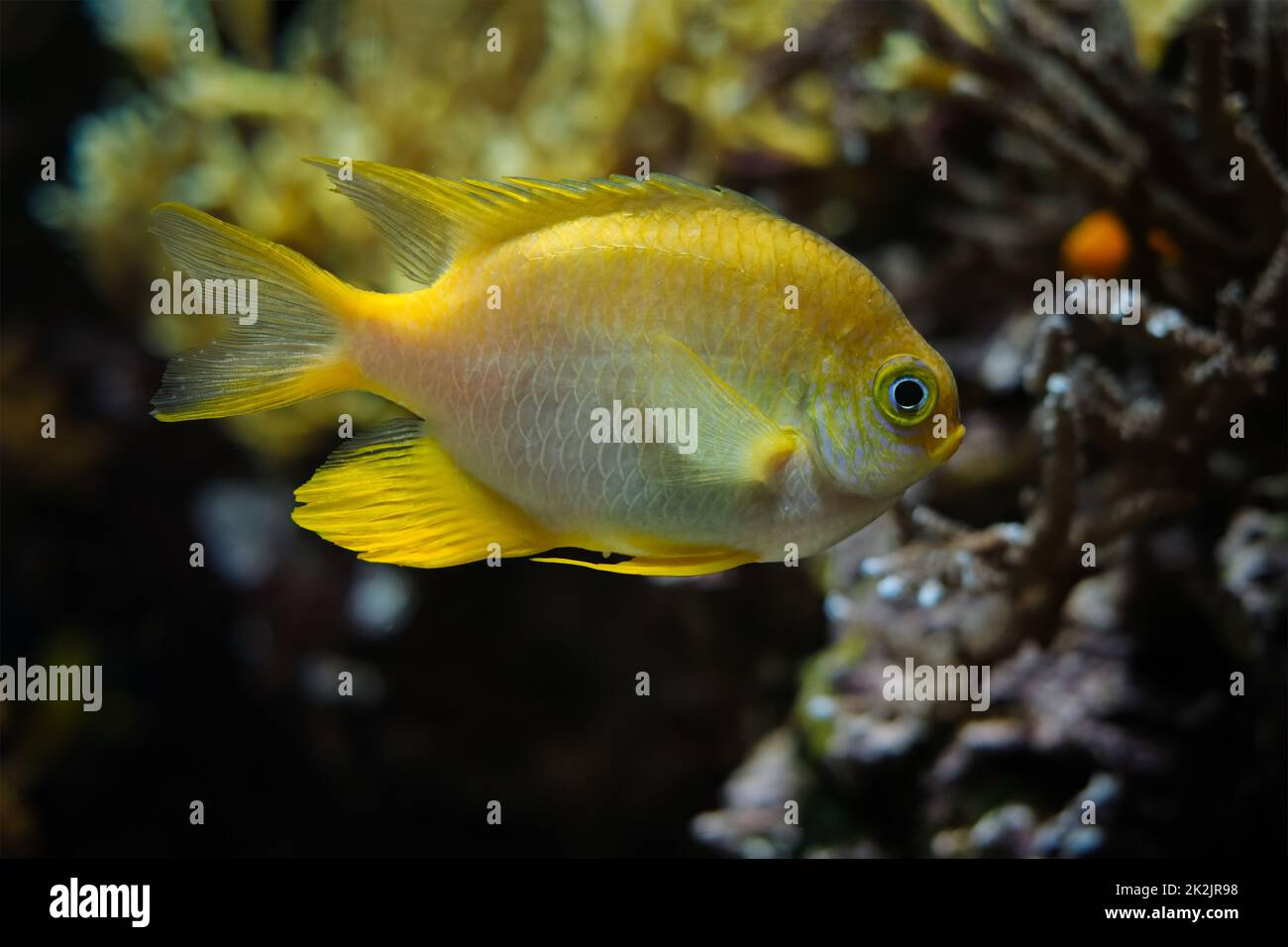 Poisson doré damégoïste sous l'eau dans la mer Banque D'Images