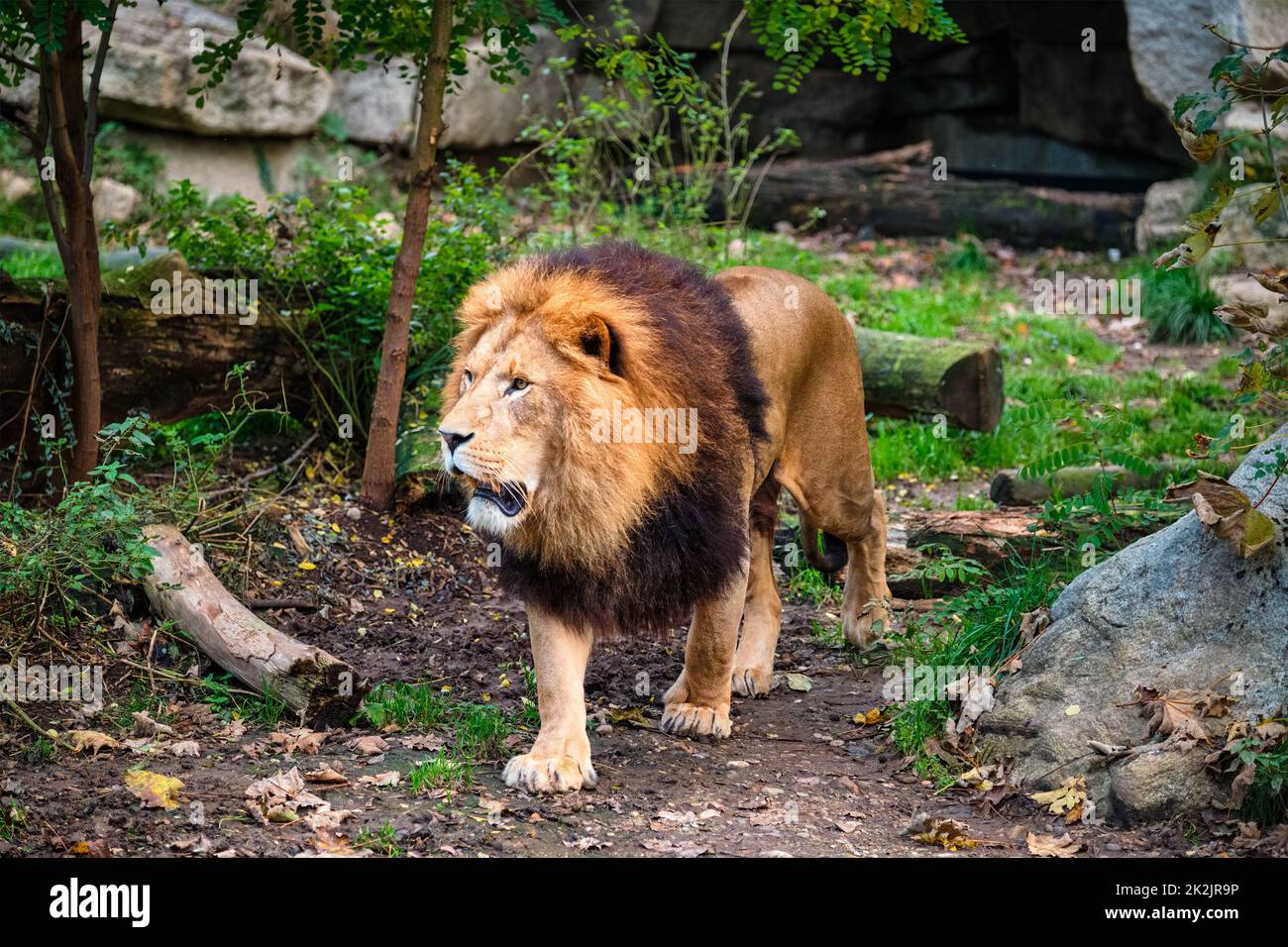 Lion dans la forêt de jungle dans la nature Banque D'Images