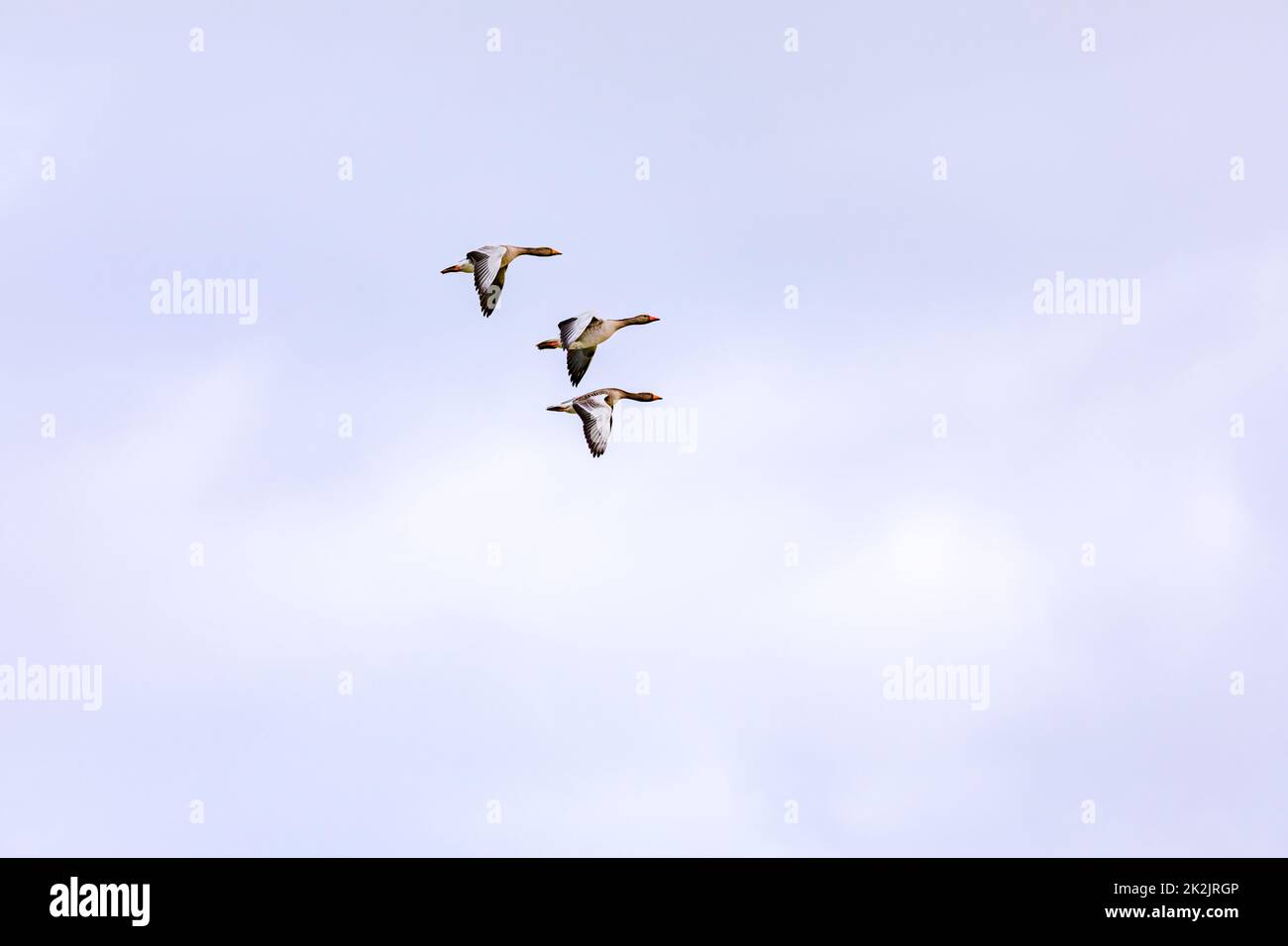 Trois canards distinctifs en vol synchrone complet dans une formation Banque D'Images Trois canards distinctifs en vol synchrone complet dans une formation Banque D'Images