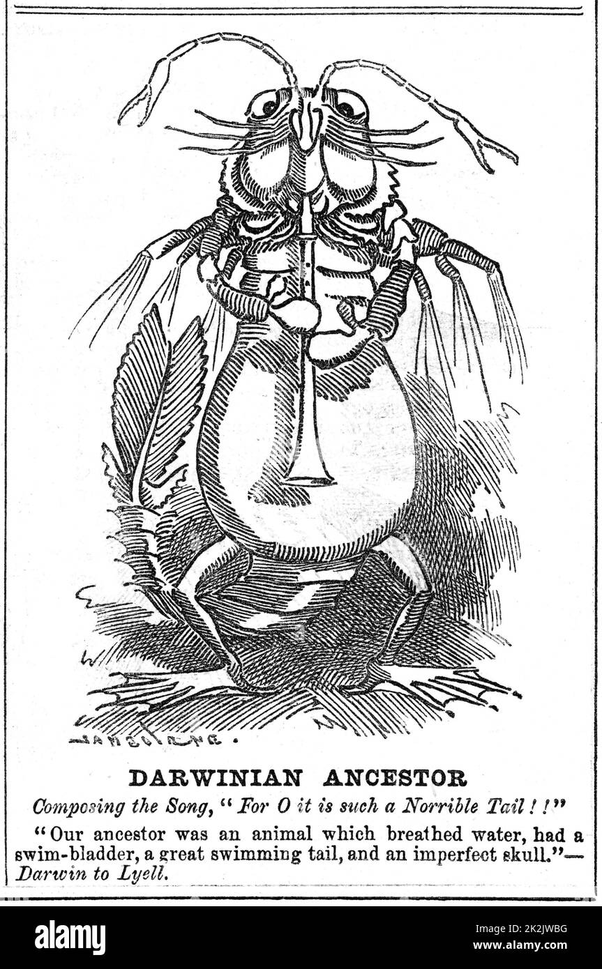 Dessin animé sur le darwinisme. À partir de 'Punch', Londres, 10 Décembre 1887 Banque D'Images