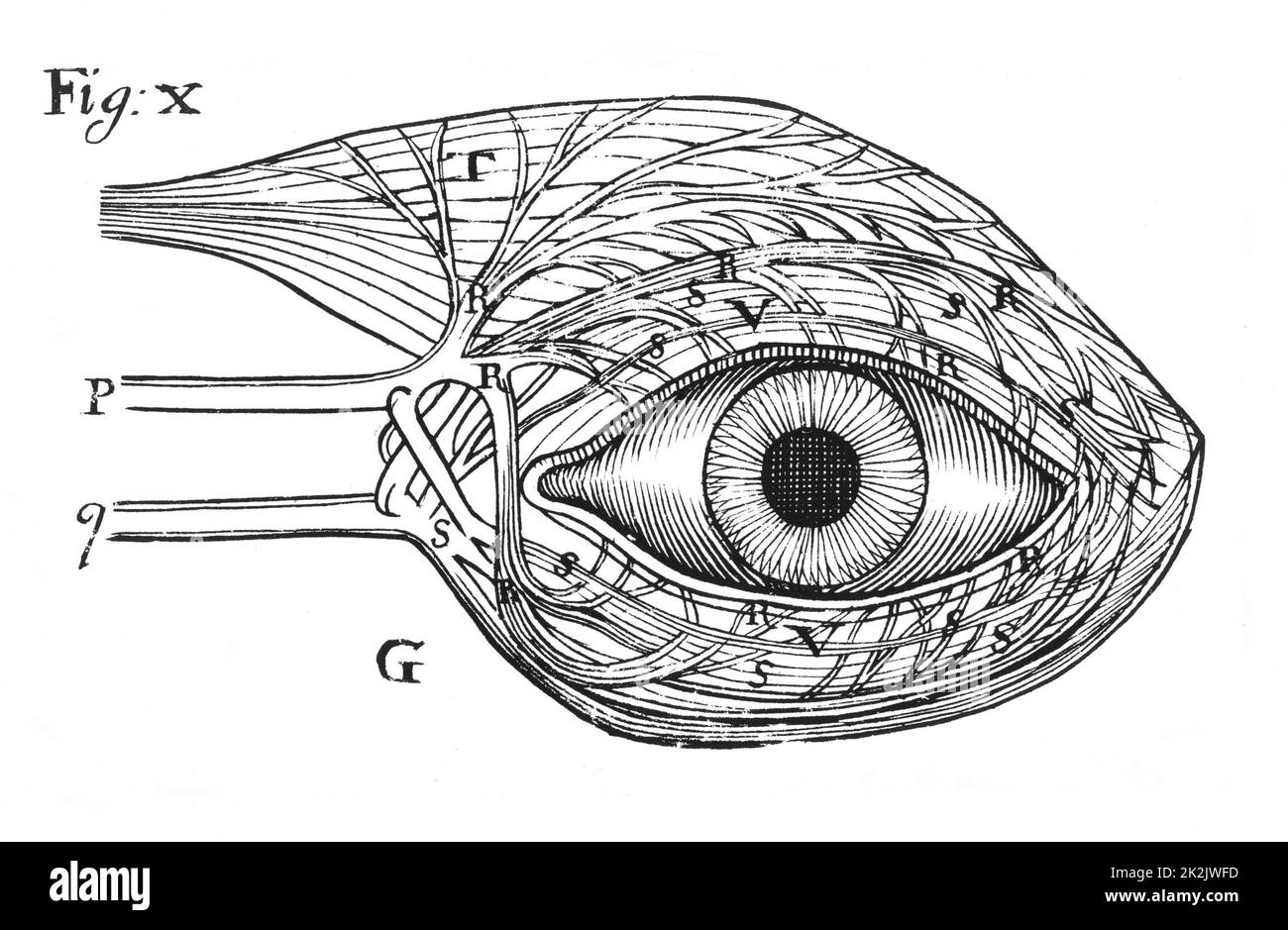Descartes" idée de l'action "hydraulique" des nerfs (P,q) qu'il croyait creux, pourvu de valves et de liquide pour faire fonctionner les muscles. Ils sont ici en actionnant les muscles de l'oeil. De René Descartes 'Opera Philosophica', Francfort-sur-le-main, 1692. Coupe de bois Banque D'Images