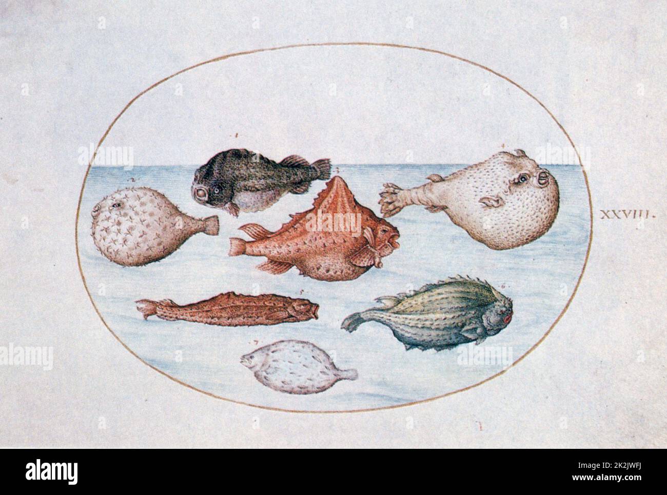 Joris Hoefnagel Ecole flamande poisson 16th siècle une illustration du manuscrit calligraphique 'mira Callichiae Monumenta', inscrit par Georg Bocskay et illuminé par Joris Hoefnagel. Banque D'Images