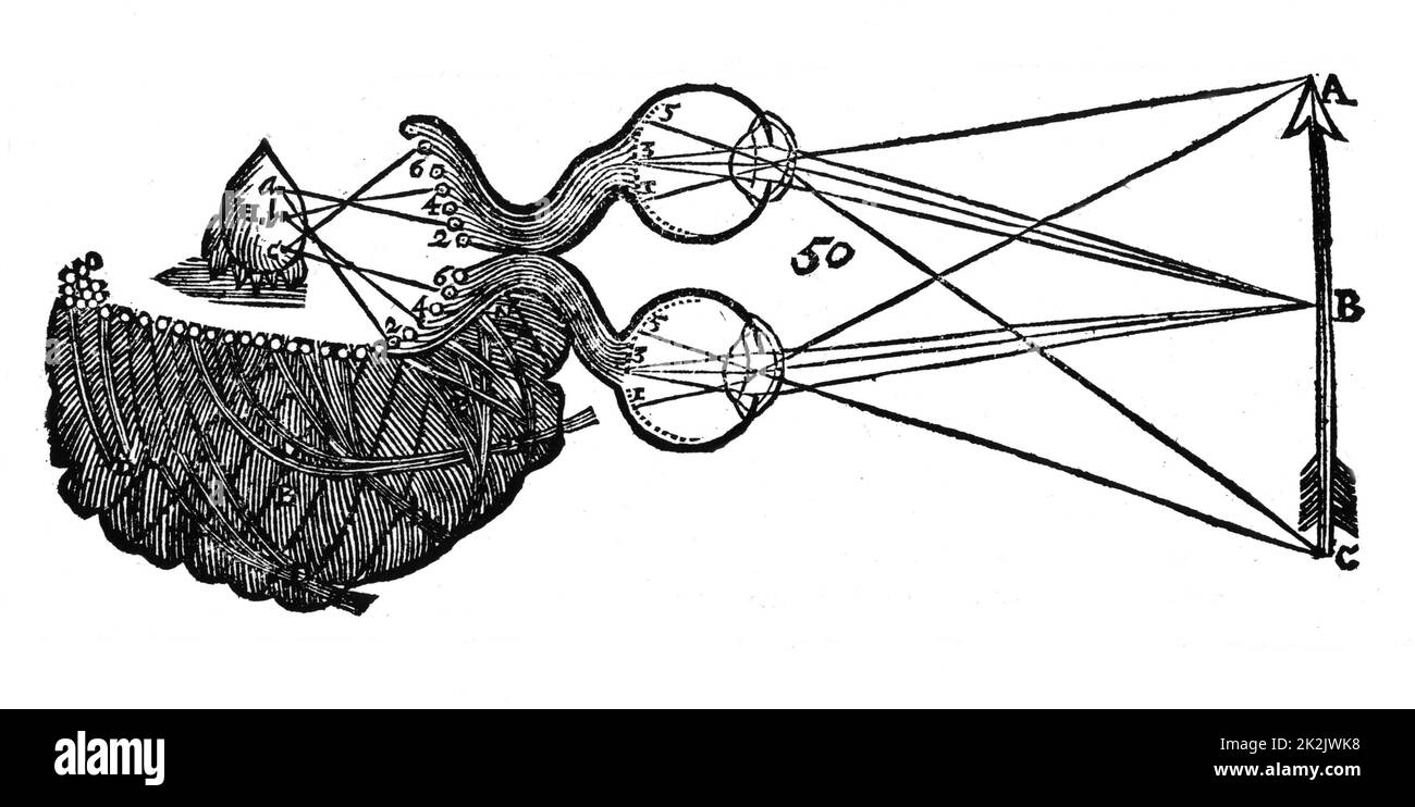 Diagramme illustrant l'idée de Descartes de vision, montrant la fonction de l'œil, le nerf optique et le cerveau. De René Descartes 'Opera' Philiosophica, Frankfurt-am-Main, 1692. Gravure sur bois Banque D'Images